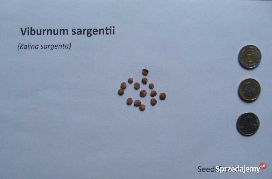 KALINA SARGENTA Viburuum sargentii NASIONA 330 kujawsko-pomorskie Lubanie