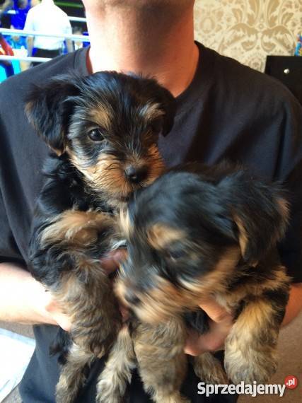 Przepiękny Yorkshire Terrier Psy Bydgoszcz sprzedam