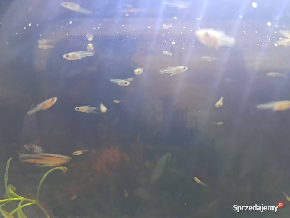 Narybek Gambuzja Leonów