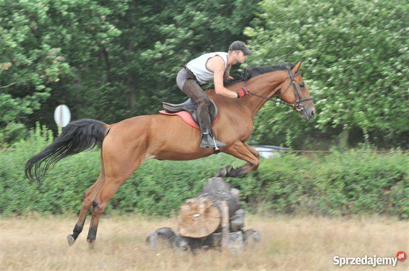 POLSKI KOŃ SZLACHETNY PÓŁKRWI KLACZ DAKOTA