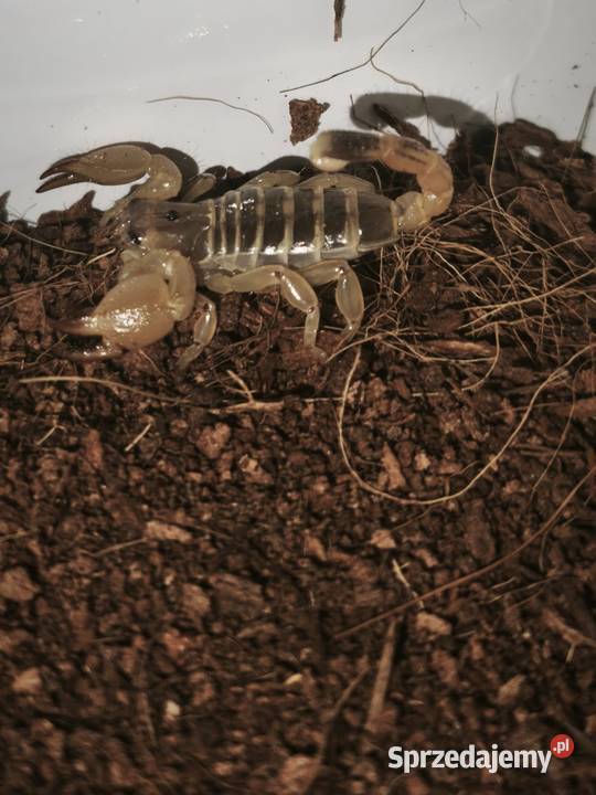 Scorpio maurus Skorpion pustynny Wałbrzych