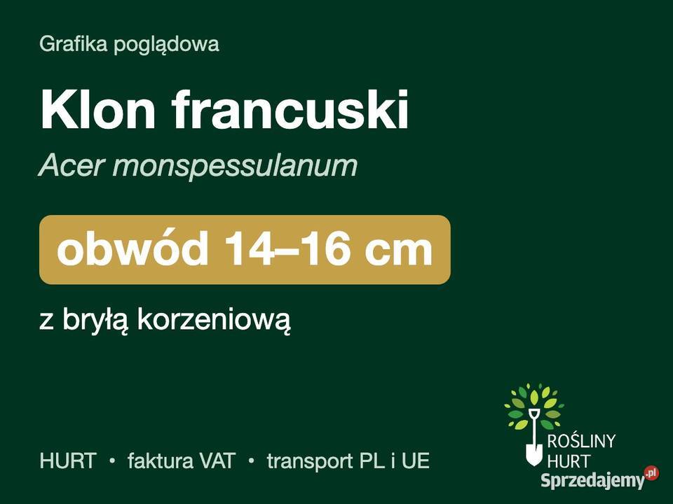 Klon francuski Acer monspessulanum obwód 1416 z wielkopolskie