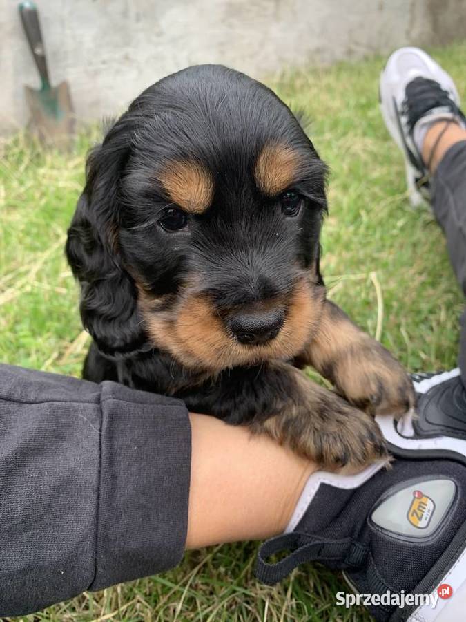 Szczeniaki cocker spaniel angielski Częstochowa