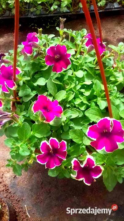 Kwiaty Sadzonki Warzyw