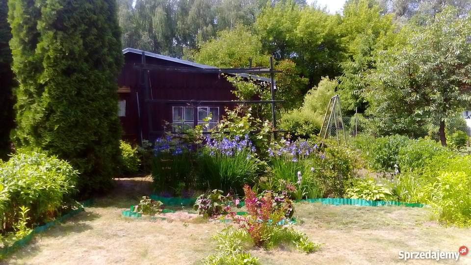 Działka rekreacyjna ROD Jarzynka w Pułtusku Pułtusk