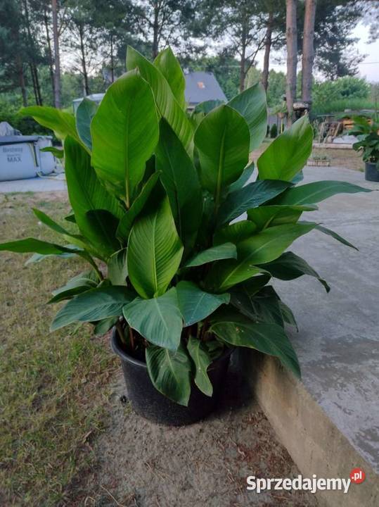 Kanny czerwone Rabatowe mazowieckie Komornica