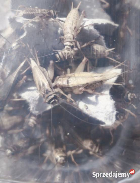 Świerszcze Domowe i Inne Karmy Dostawa Co dolnośląskie Dzierżoniów