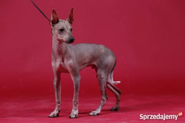 Nagi Pies Meksykanski xoloitzcuintle miniatura Warszawa