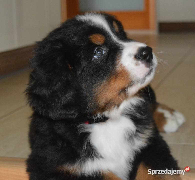 Śliczne Berneńskie psy pasterskie małopolskie Bochnia