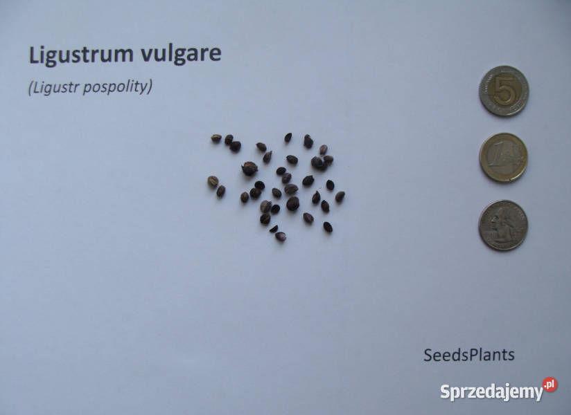 LIGUSTR POSPOLITY Ligustrum vulgare NASIONA 4000 kujawsko-pomorskie Lubanie