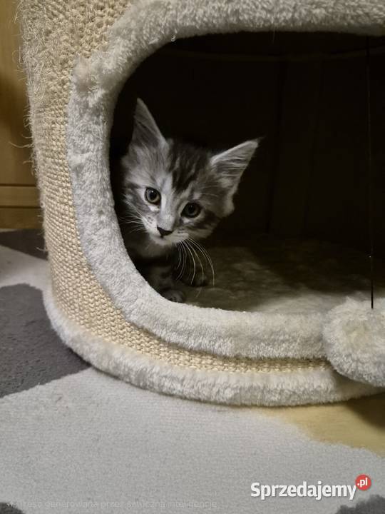 Kotka MAINECOON Będzin