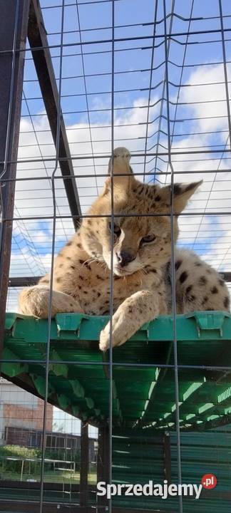 Serwal serval samiec Jarocin