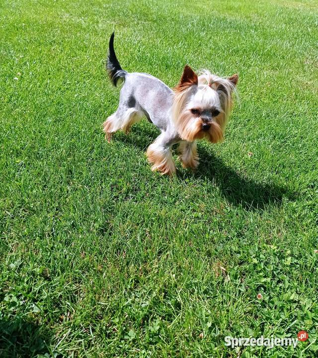 Yorkshire terrier Reproduktor z uprawnieniami Nowe Miasteczko