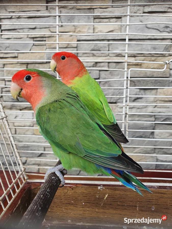 Sprzedam papugi nierozłączki czerwonoczelne Ptaki