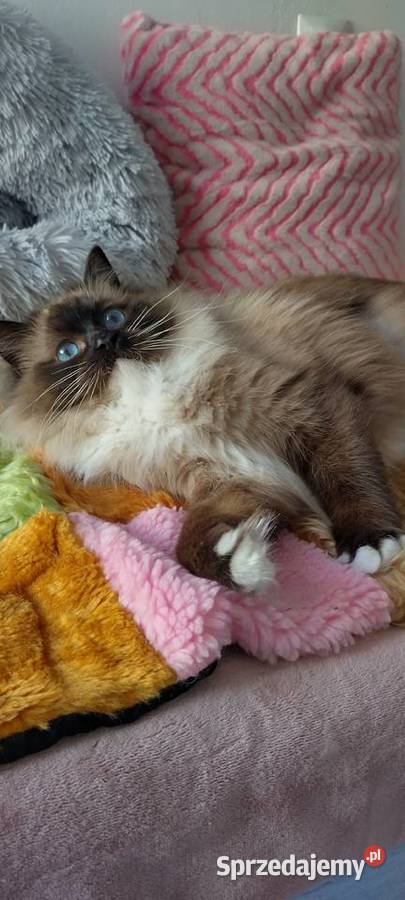 Kotka roczna ragdoll Wrocław