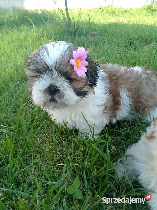 DO ODBIORU suczka ShihTzu tricolor Namysłów