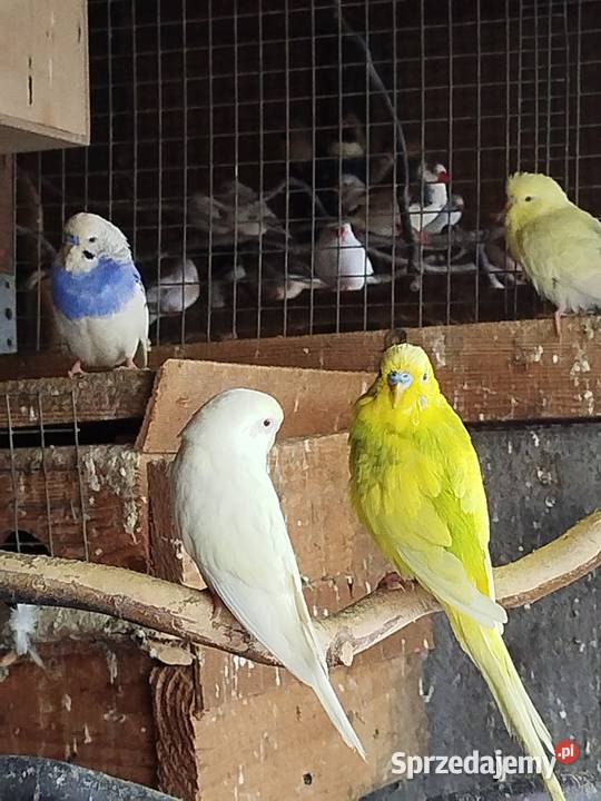 Sprzedam Nimfy Faliste wielkopolskie