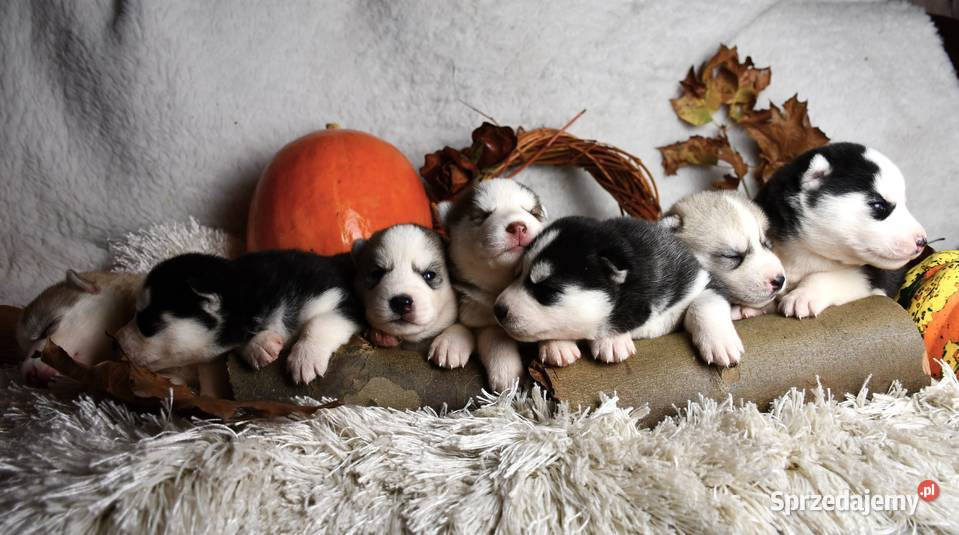 Siberian Husky Suczka Piesek niebieskooka Kalisz