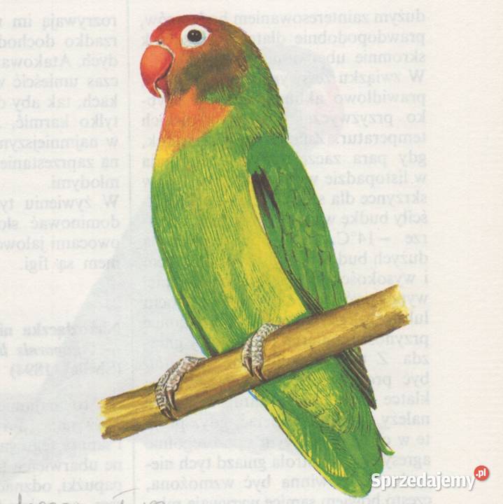 Nierozłączka krasnogłowa Niassa małopolskie Kraków