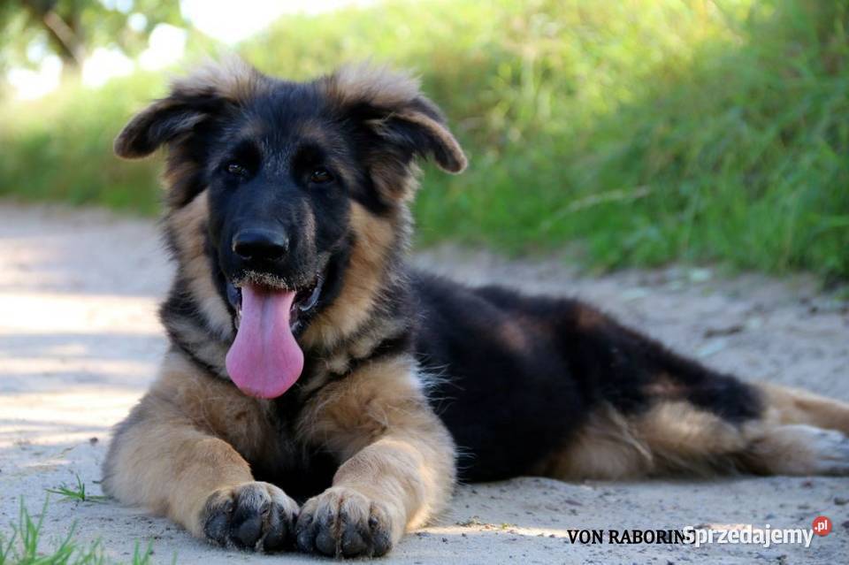 Owczarki Niemieckie Długowłose Choszczno