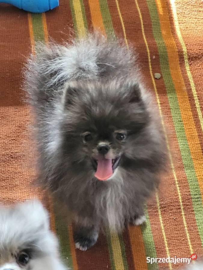Szpic miniaturowy pomeranian Staromieście sprzedam