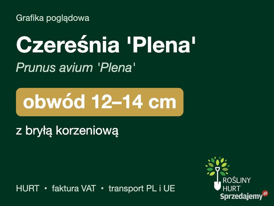 Czereśnia Plena Prunus avium obwód 1214 z bryłą Rośliny