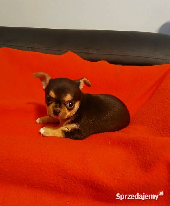 Suczka chihuahua mini Płock