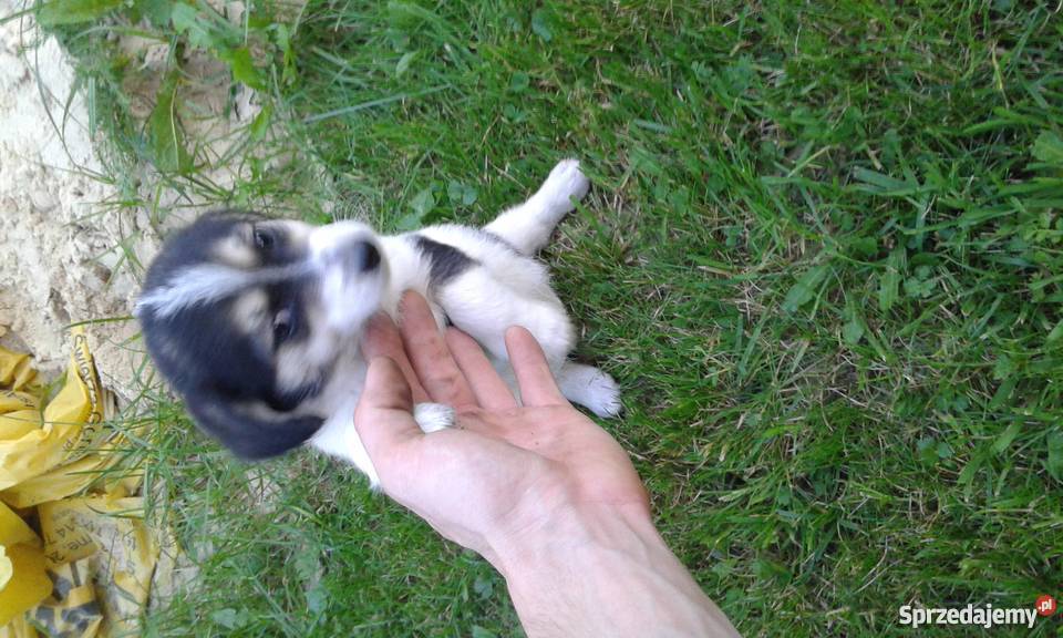 Oddam kundelki Józefów