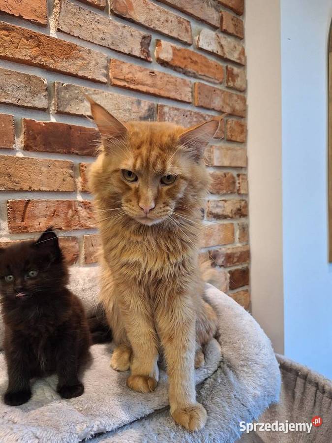 Kotek main coon z rodowodem śląskie Zabrze