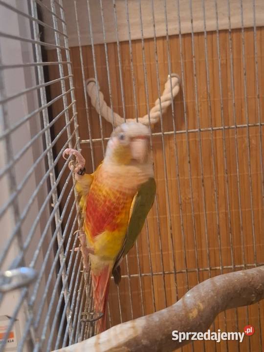 Papugi rudosterki Ptaki Zwierzęta Wadowice
