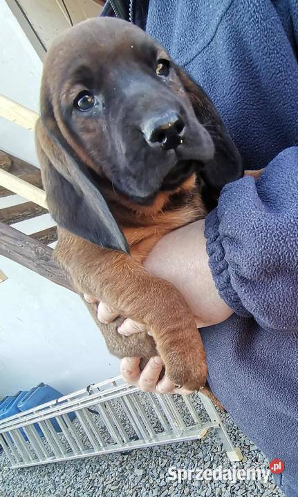 Posokowiec bawarski szczenięta Pozostałe