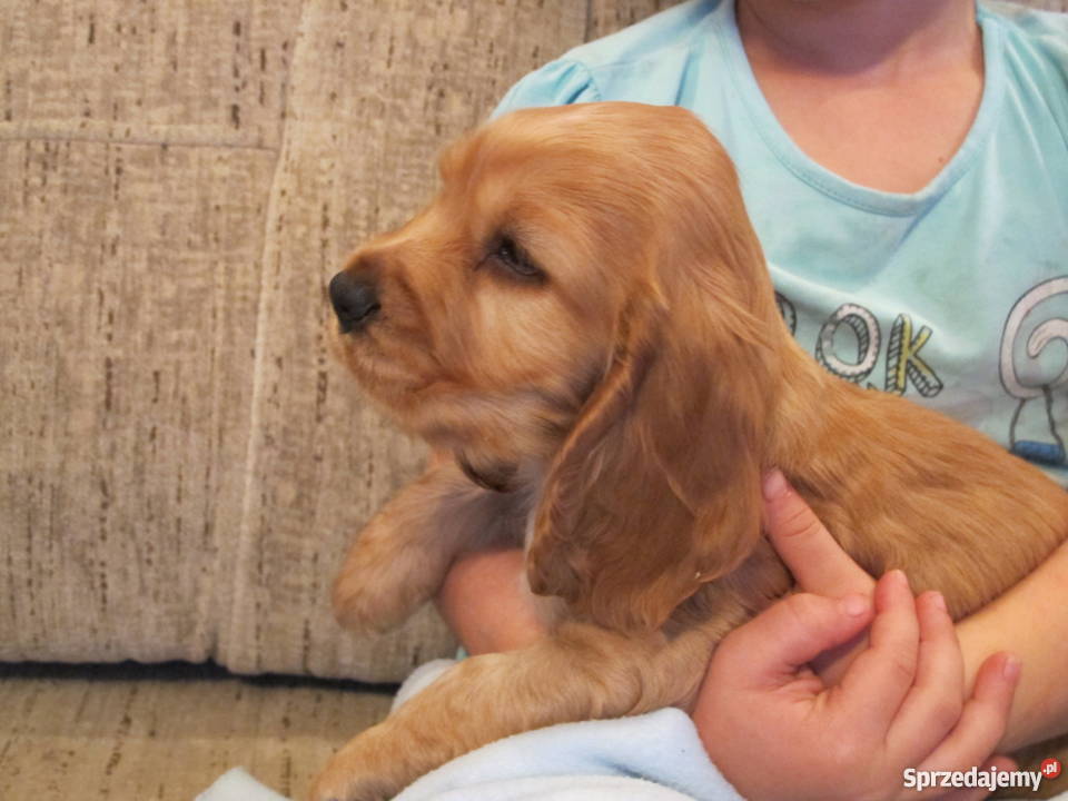 złote szczeniaki suczka sunia COCKER SPANIEL Malec