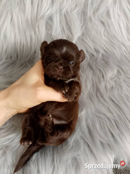 Piękny czekoladowy piesek rasy ShihTzu opolskie sprzedam