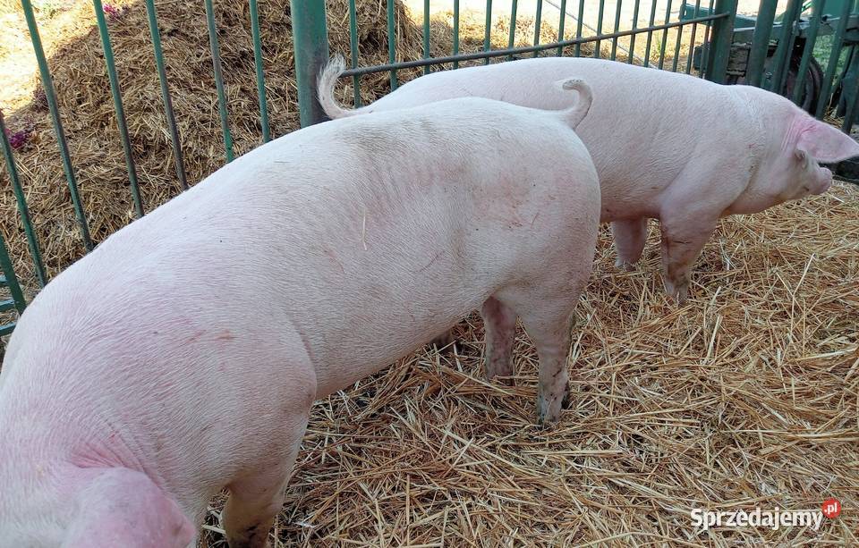 Czystorosowe knurki PBZ Trzoda chlewna Strzałkowo