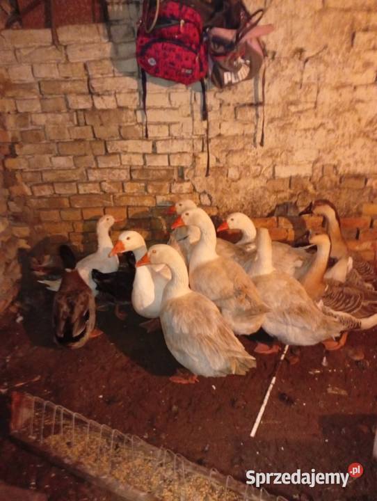 Sprzedam gesi Lubiszyn