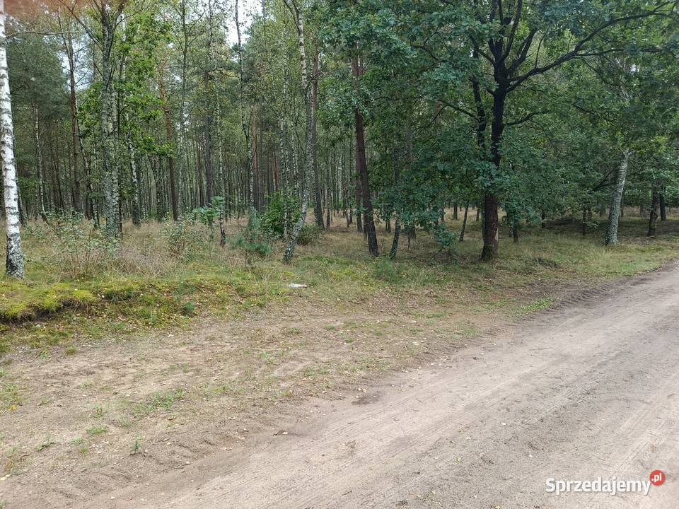 Sprzedam las Bartoszylas gm Stara Kiszewa
