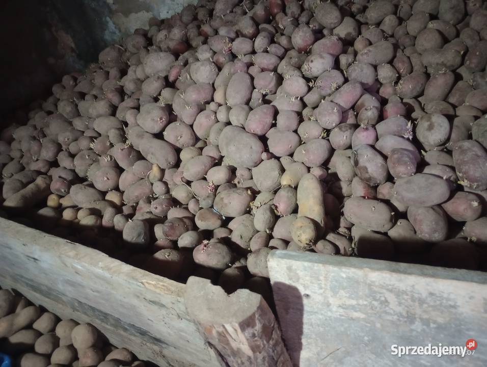 Ziemniaki Belaroza Laura