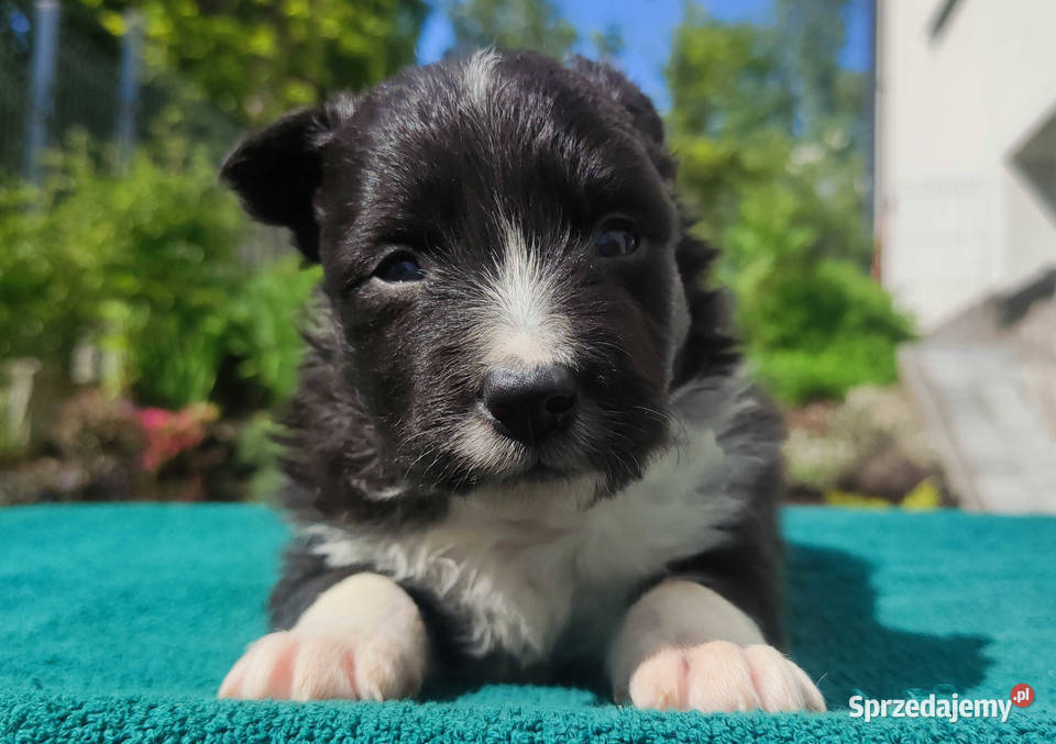 Pies Border Collie Rasowy szczeniak z Hodowli
