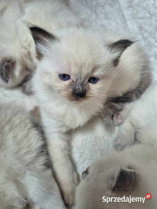 Kocięta Ragdoll Rodowód wyprawka Lędziny sprzedam