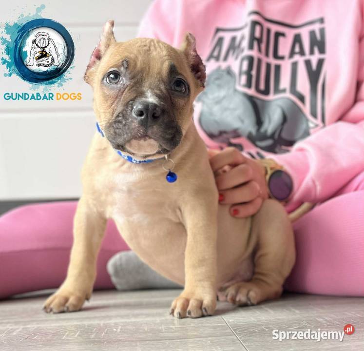 AMERICAN BULLY GUNDABAR DOGS ABKC wielkopolskie Koło sprzedam