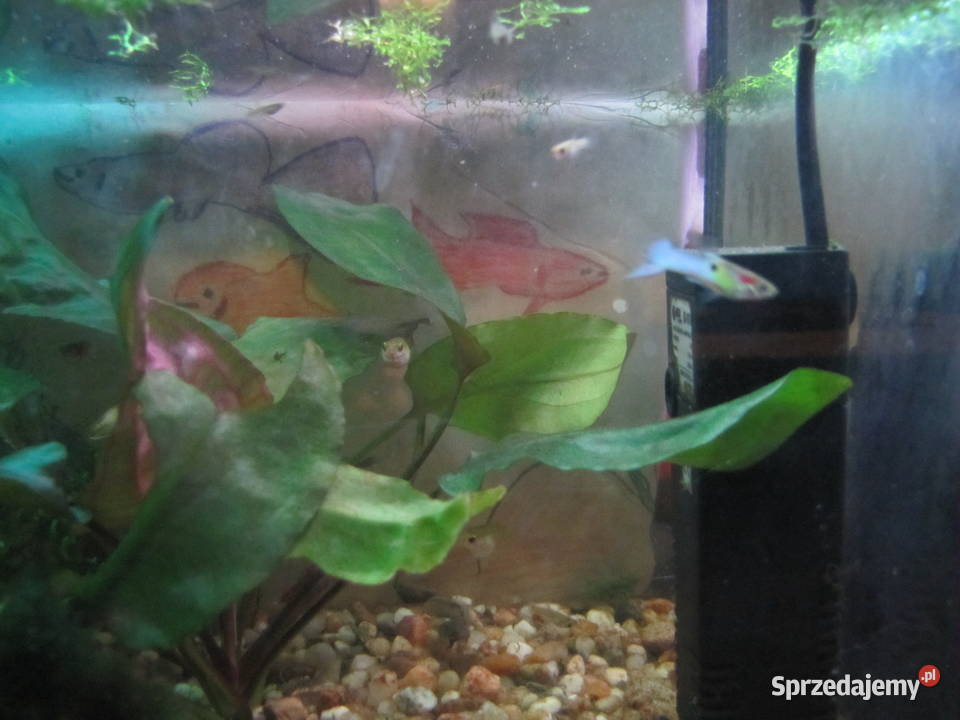 Małe akwarium z obsadą kujawsko-pomorskie Toruń
