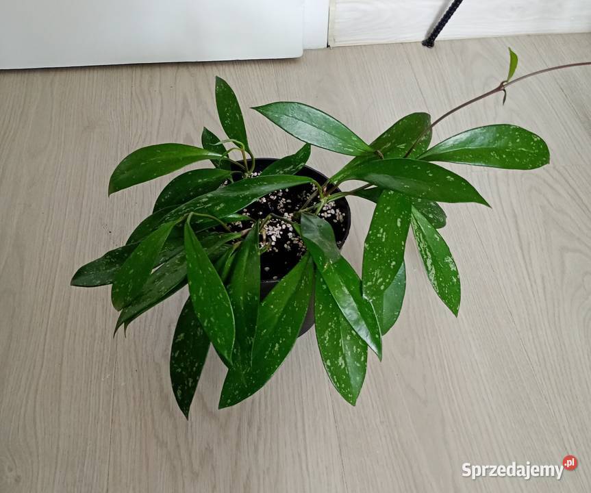 Hoya hoja pubicalyx Częstochowa sprzedam