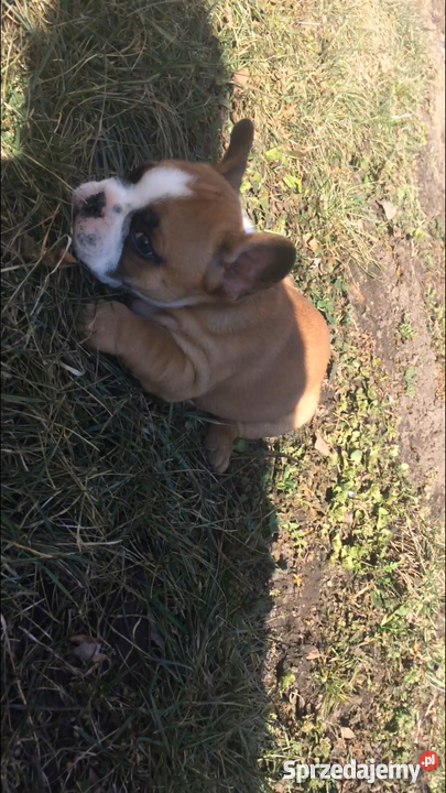 Buldog Francuski Wrocław