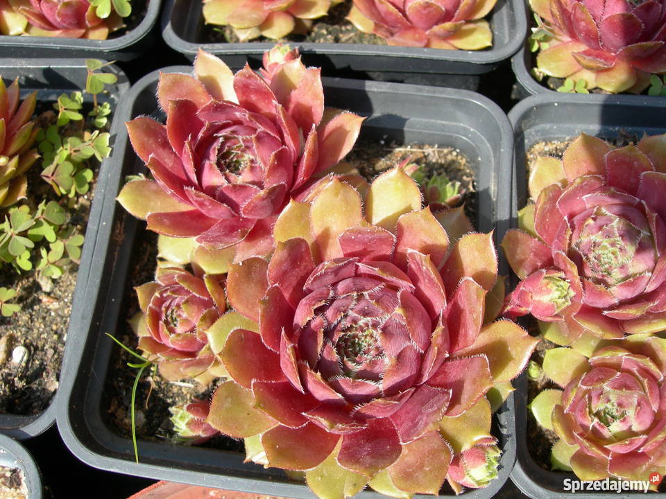 ROJNIK Sempervivum 30 Odmian Toporów