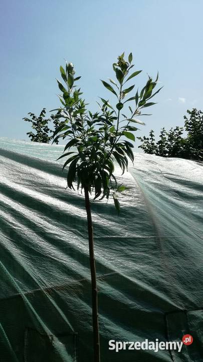 Chitala taszkinecka katalpa szczeiona na pniu w lubelskie Puławy sprzedam