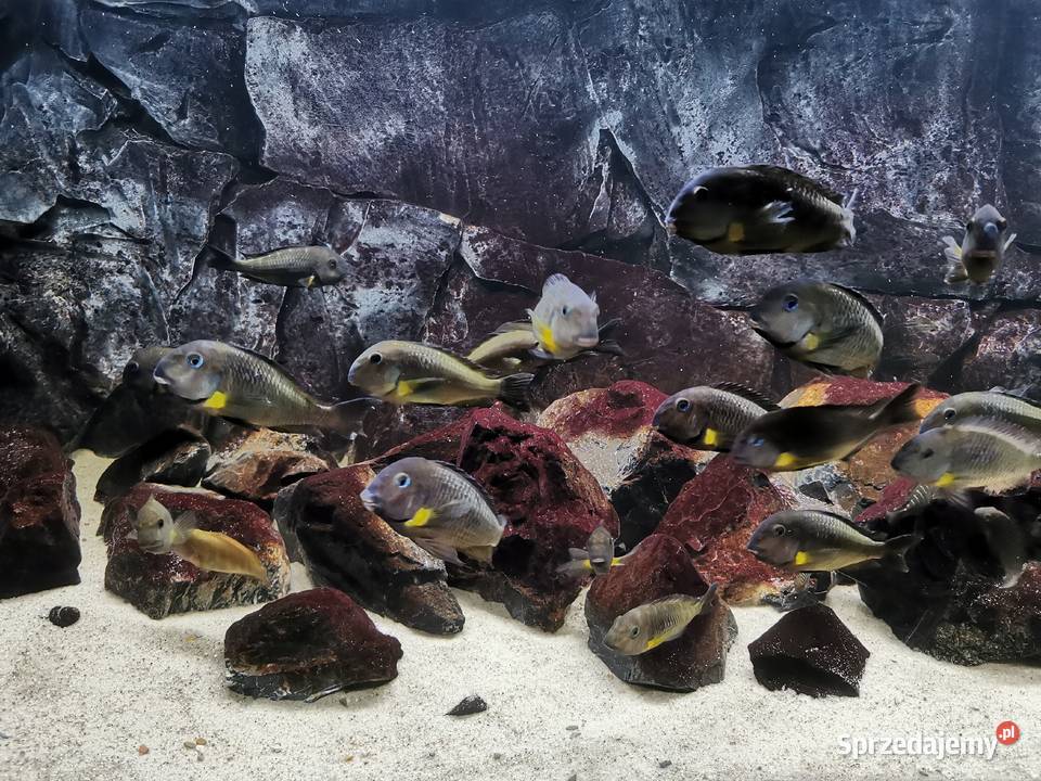 Tropheus sp Crescentic Mkuyu WF Baligród