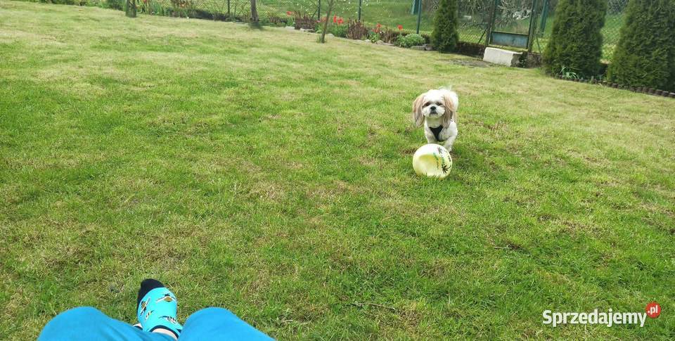 Działka ROD NEPTUN Szosa Polska Szczecin