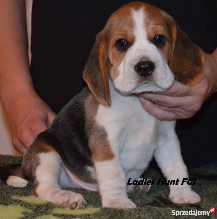 beagle szczenieta na sprzedaż