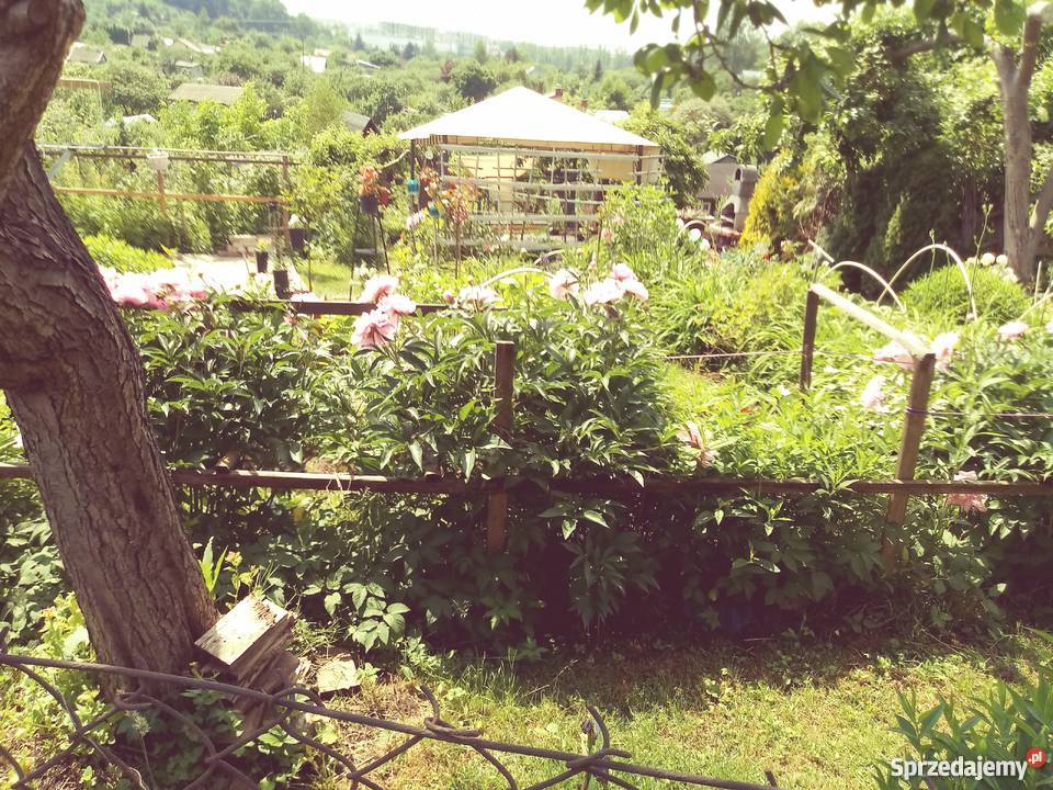 działka ROD Skanda w Olsztynie rekreacyjna Olsztyn