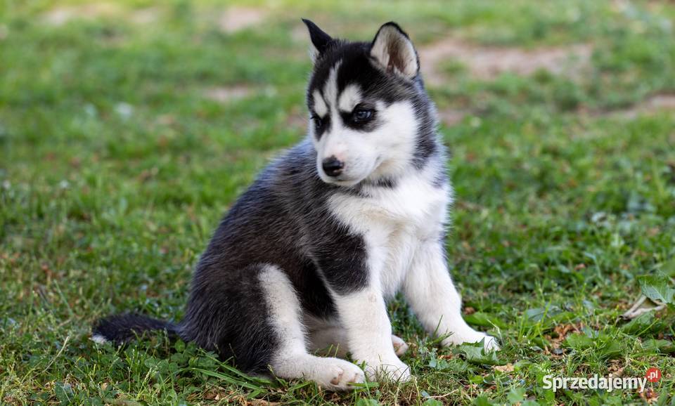 Sunia Siberian Husky szczenię rodowód Wola Zarczycka sprzedam